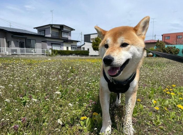 散歩する十和くん