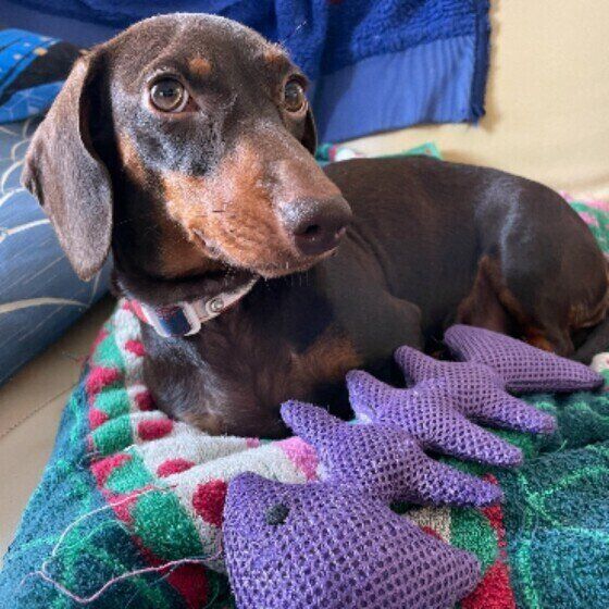 くつろぐカニーンヘン・ダックスフンド