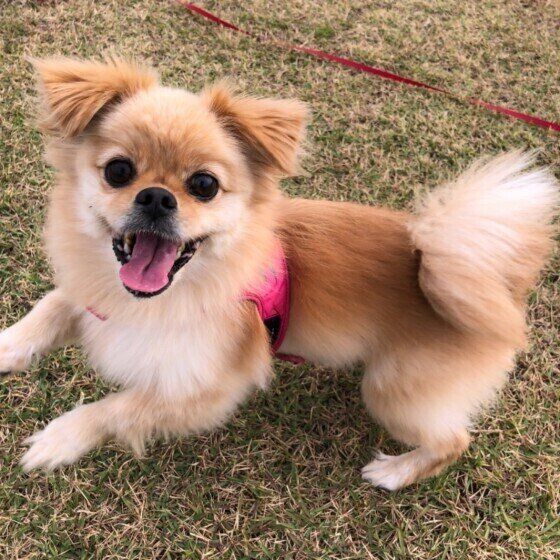 ミックス犬のモカちゃん