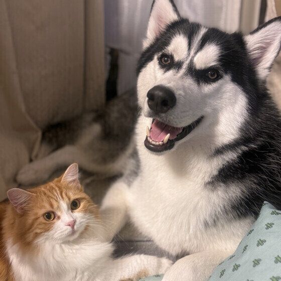 仲良しのシベリアンハスキーと猫ちゃん