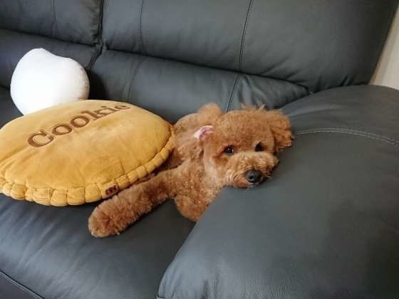 見つめるトイ・プードル