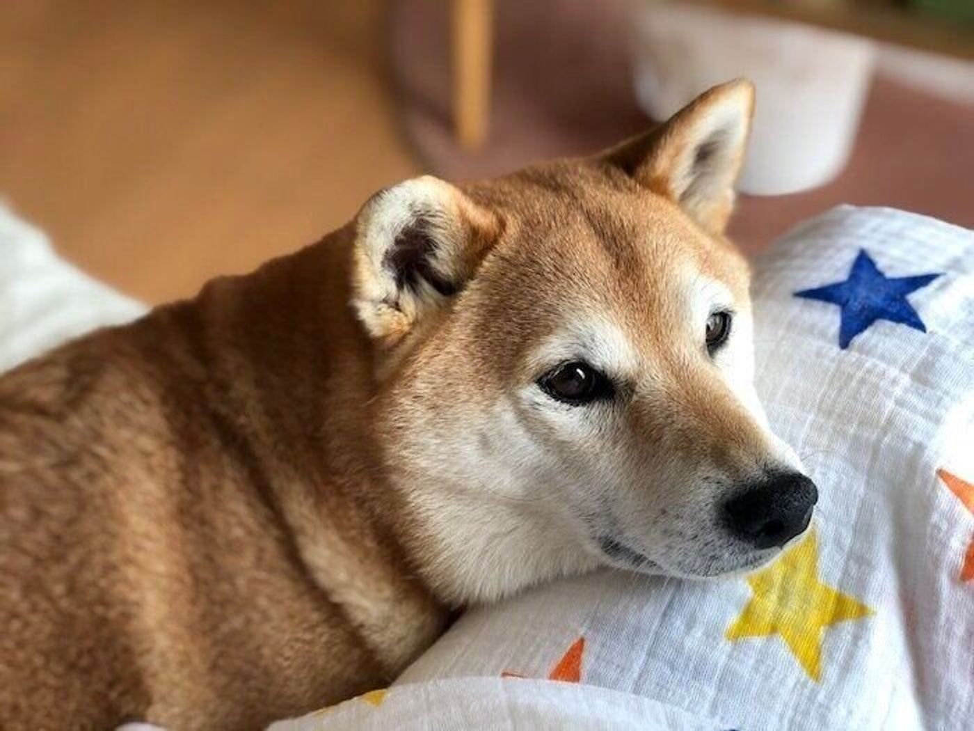 ツンデレ柴犬マロたん 普段は ツン が98 だけれど珍しく甘えてきた いぬのきもちweb Magazine ツンデレ柴犬マロたん 普段は ツン が98 だけれど珍しく甘えてきた いぬのきもちweb Magazine