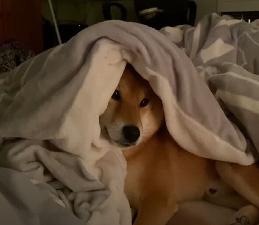 布団の中の柴犬