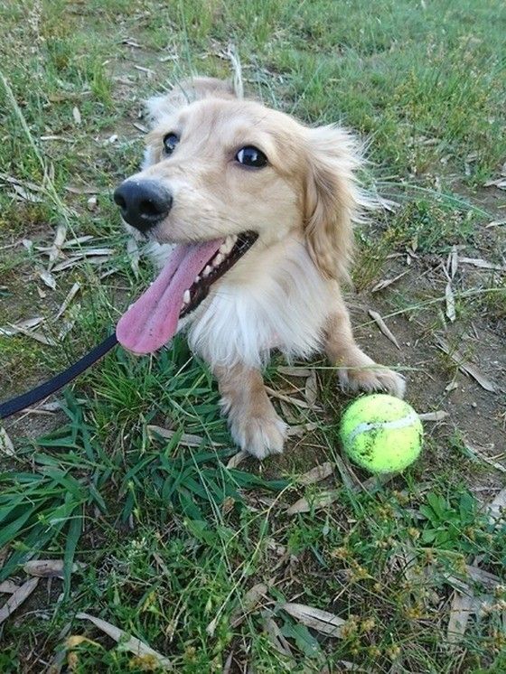 ボール大好きダックスフンド