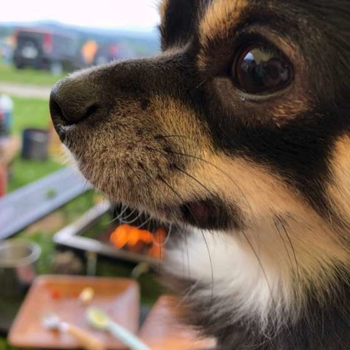 楽しいイベント時にも注意 犬に危険な食べ物 飲み物 いぬのきもちweb Magazine 楽しいイベント時にも注意 犬に危険な食べ物 飲み物 いぬのきもちweb Magazine