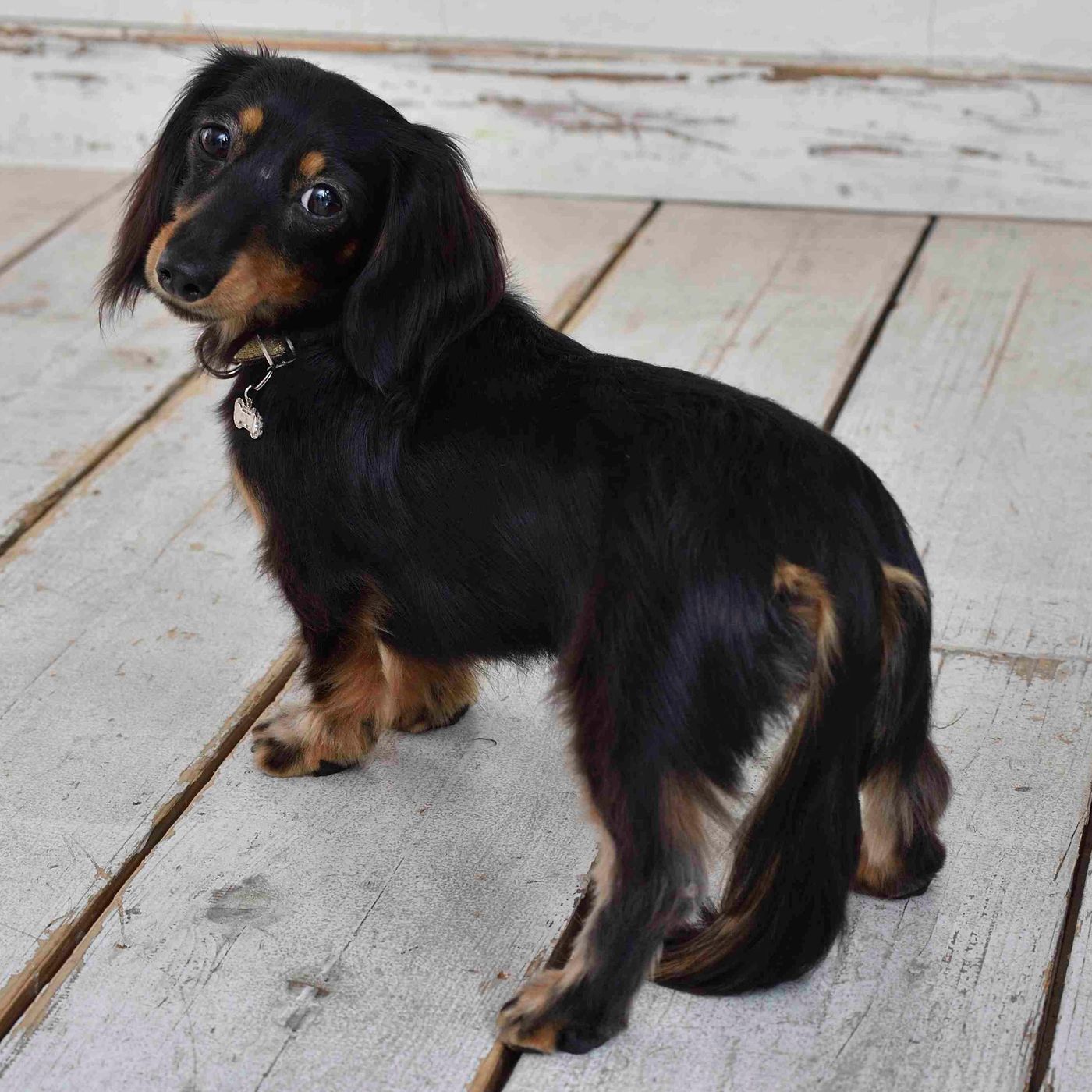 Pr ジェルだからしっかり広がって効果を発揮 飼い主さんにも愛犬にも優しい まったく新しい外耳炎治療薬 いぬのきもちweb Magazine Pr ジェルだからしっかり広がって効果を発揮 飼い主さんにも愛犬にも優しい まったく新しい外耳炎治療薬 いぬのきもちweb Magazine