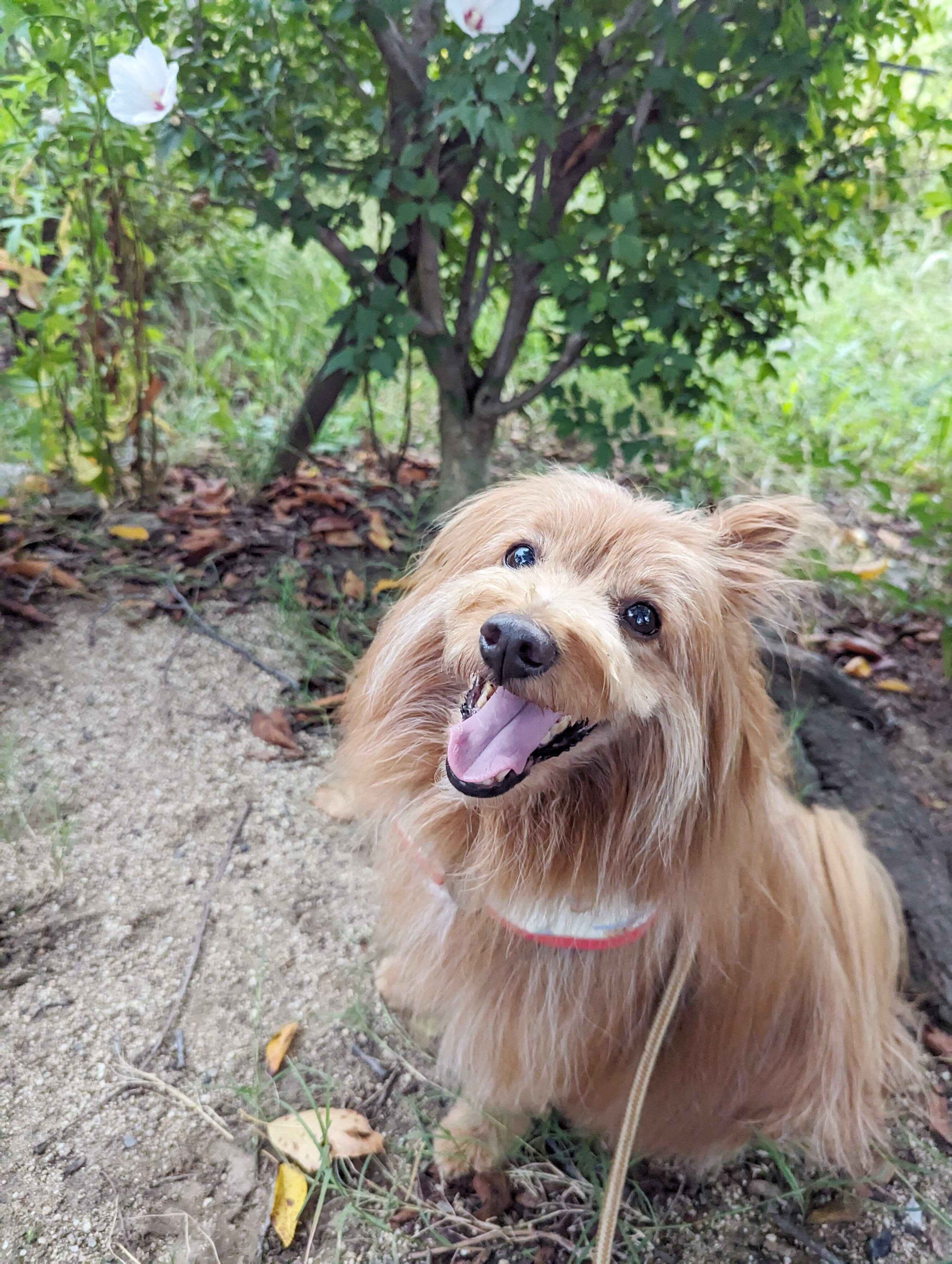 植え込みのそばで笑顔の犬の写真