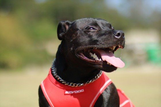 スタッフォードシャー・ブル・テリアのイーサンくん1