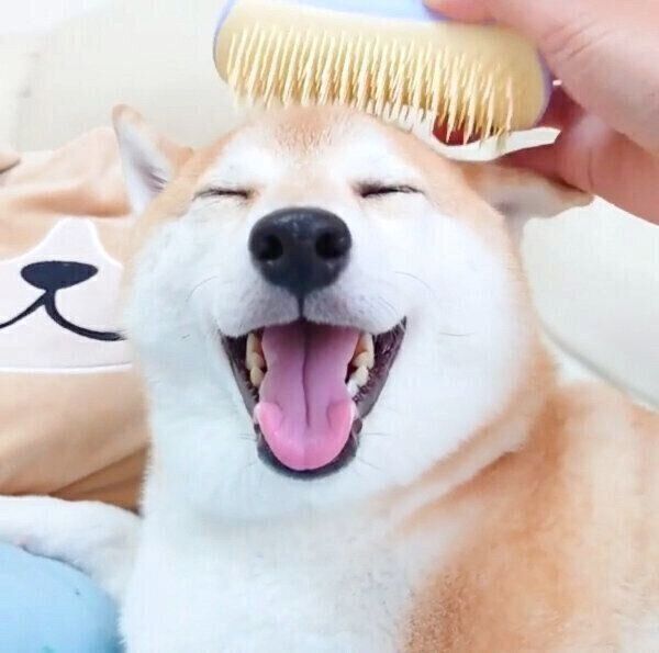 ブラッシング中のチャーミーちゃん