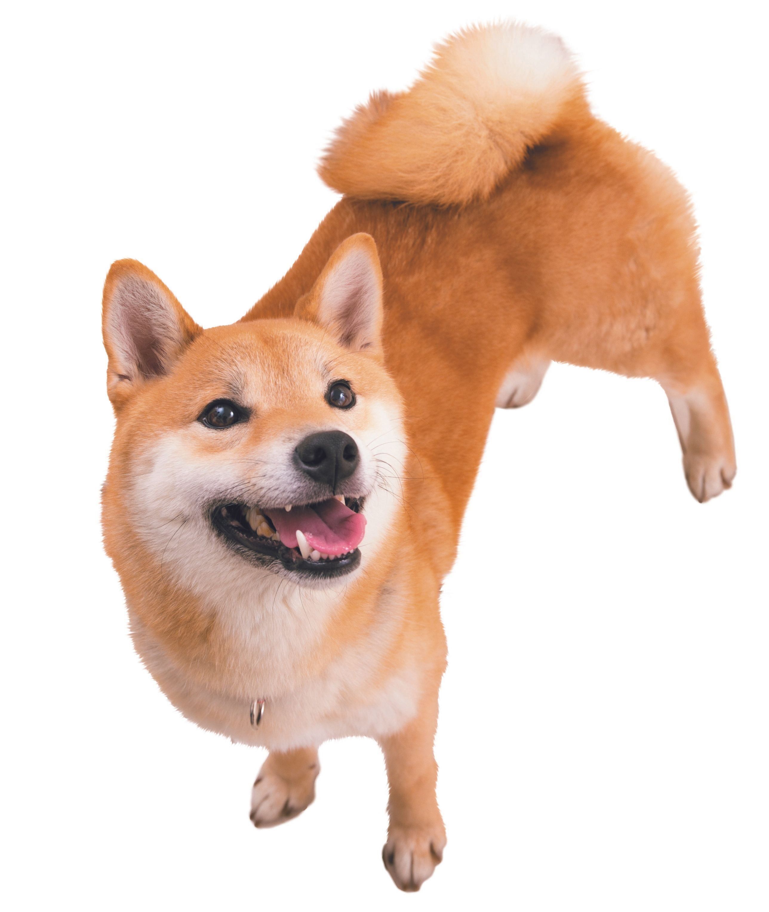 茶色の毛は「隠れ身の術」!?