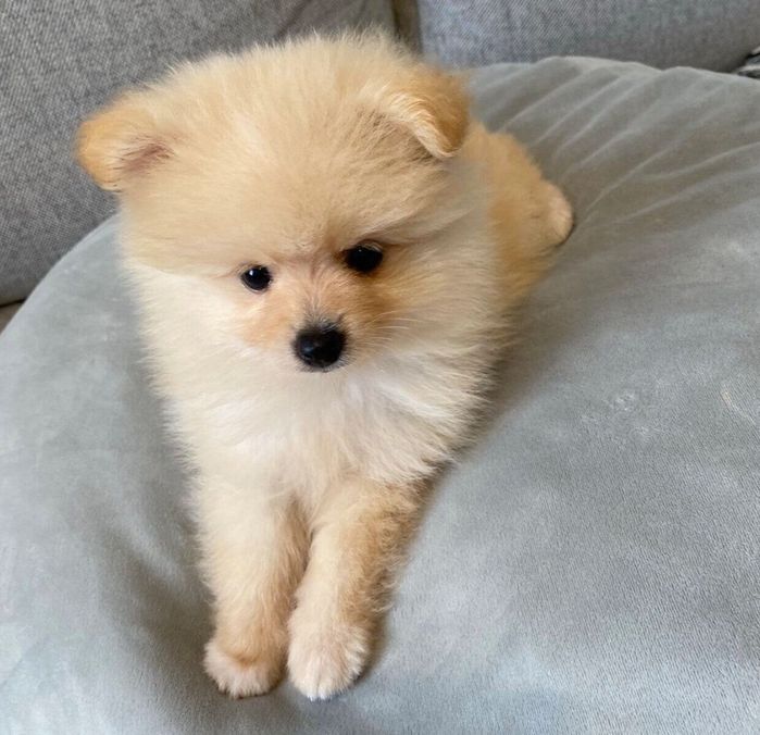 生後3カ月のころに撮影したぱっちゃん