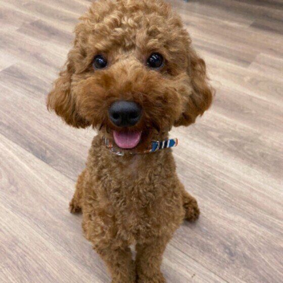 笑うトイ・プードル