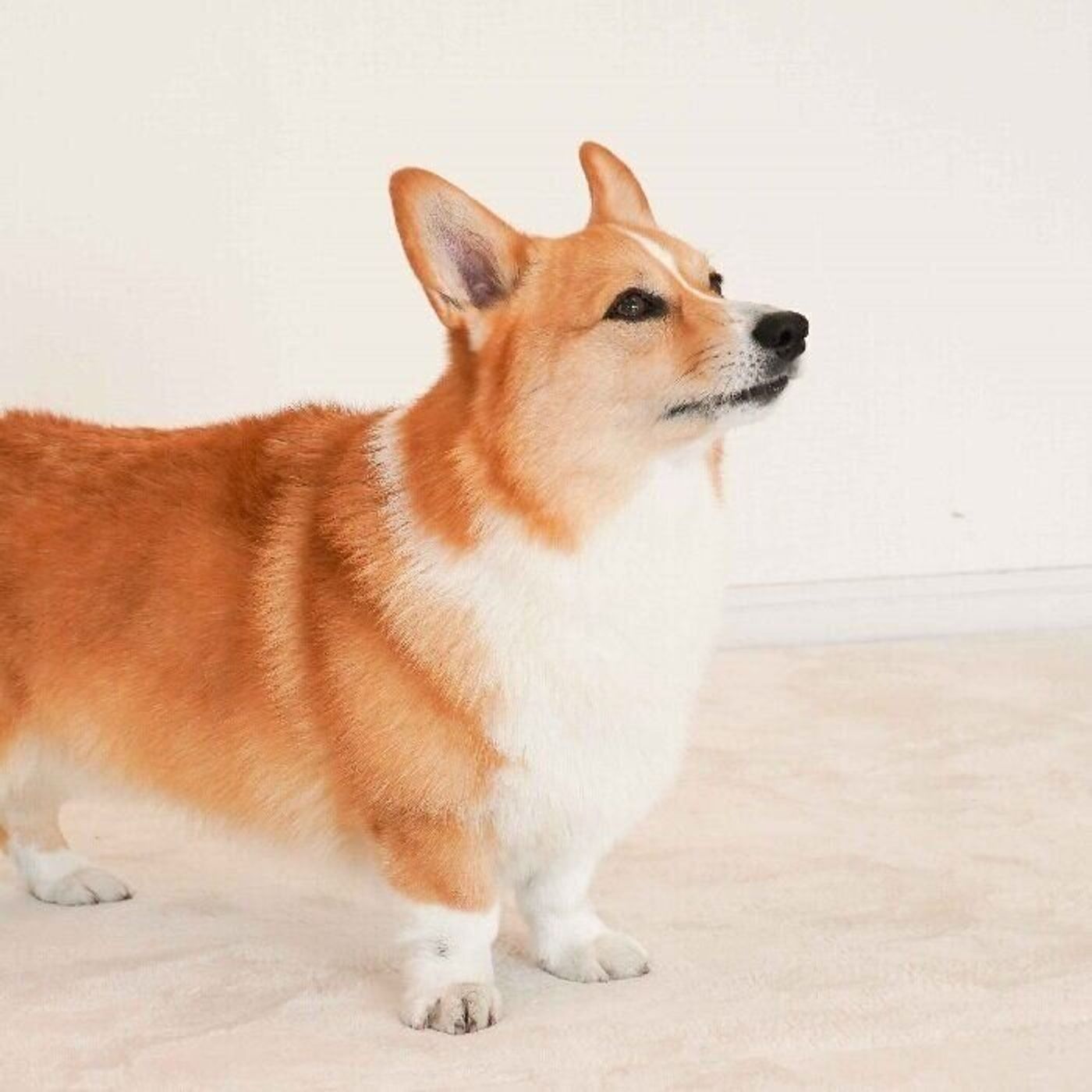 犬も仮病を使う 足裏しか汗をかかないのは迷子にならないため 犬のオドロキの生態 いぬのきもちweb Magazine 犬も仮病を使う 足裏しか汗をかかないのは迷子にならないため 犬のオドロキの生態 いぬのきもちweb Magazine