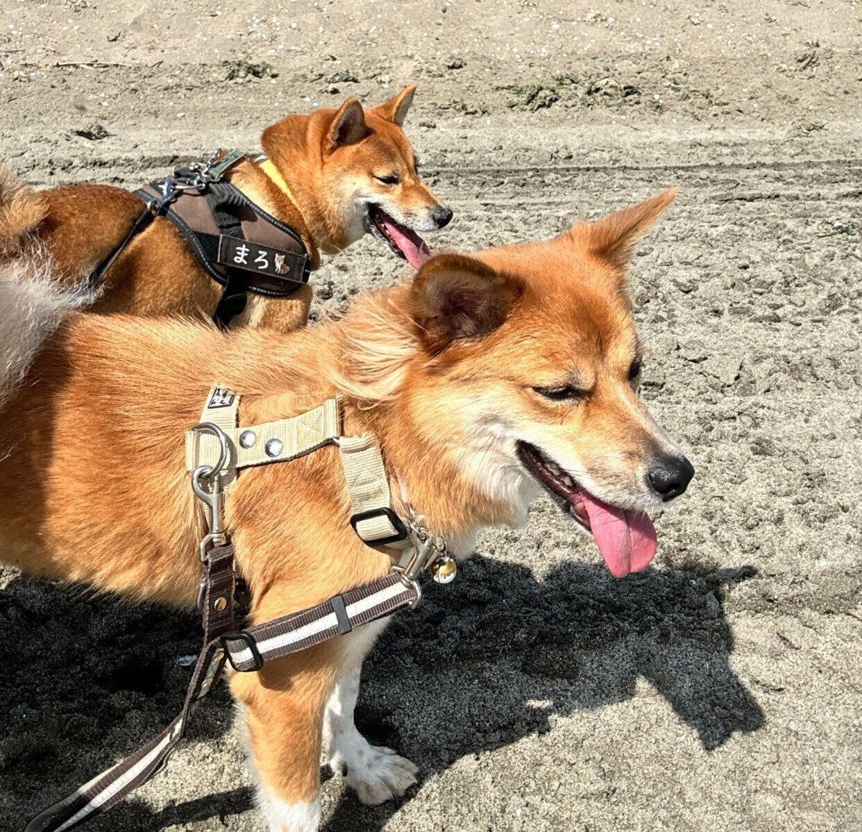 楽しそうななのちゃん、まろちゃん