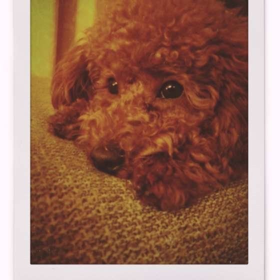 トイ・プードルの顔アップ