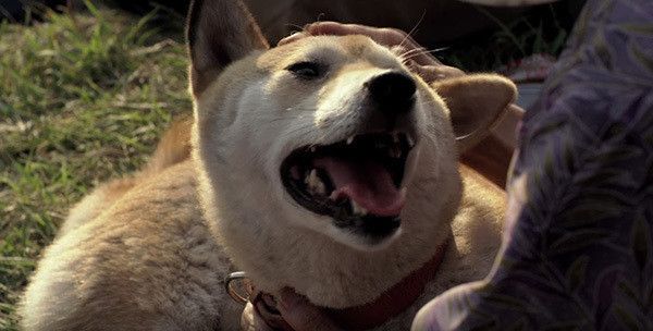 ひまわりと子犬の7日間