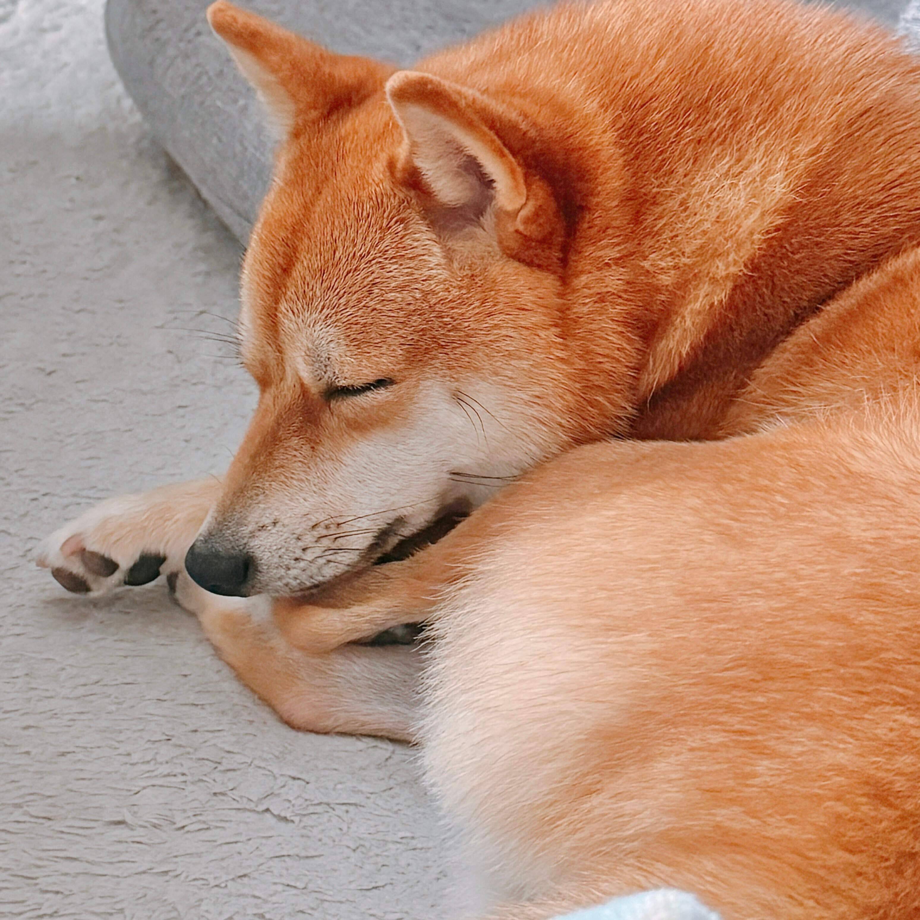 3才の柴犬