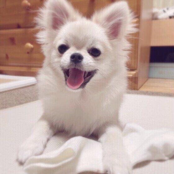 シニア犬の筋力をできるだけ維持する方法は？ いぬのきもち