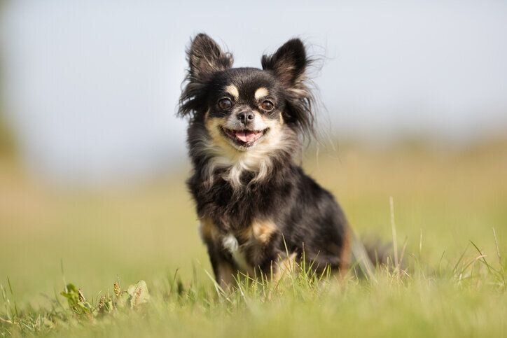 犬　野外　元気　健康的