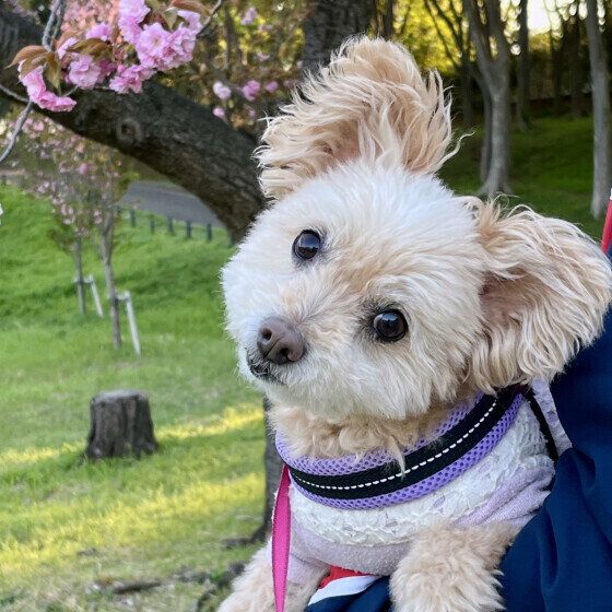 老犬は寂しがりが多い？ 老いた犬が人恋しくなる理由 いぬのきもち