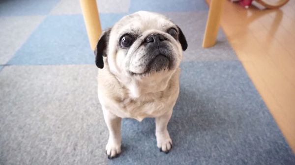 ごはんが待ちきれない