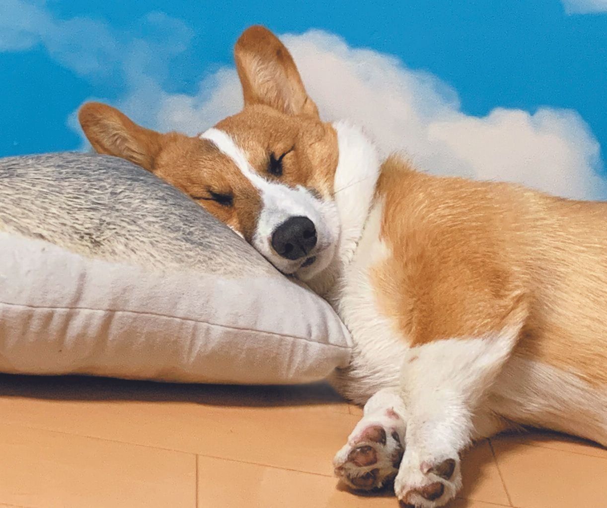 いちくん（オス・４才／ 10.7㎏／ウェルシュ・コーギー･ペンブローク）