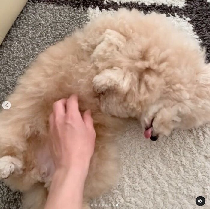 定位置でゴロゴロするこあちゃん