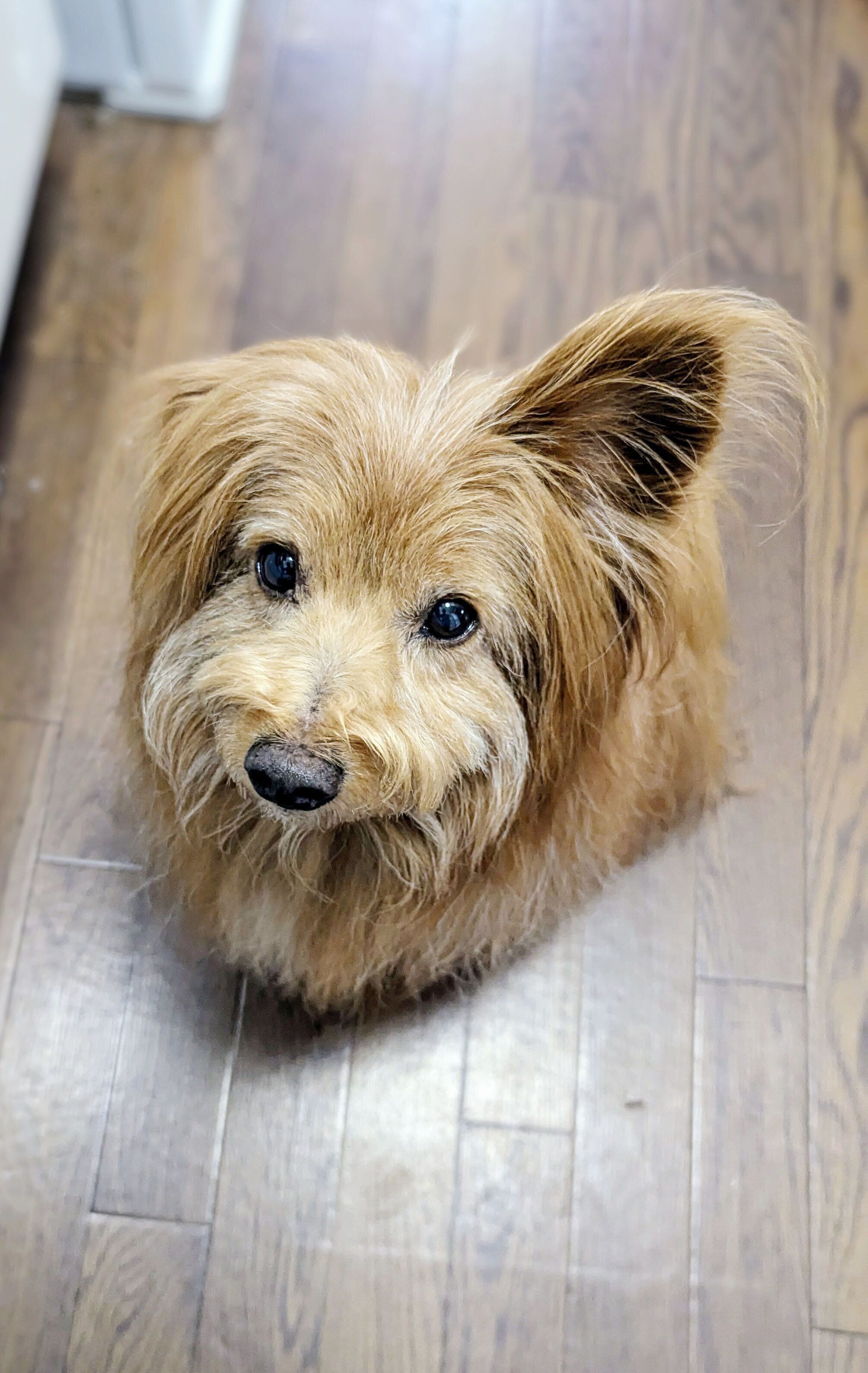 じっと見つめる犬の写真