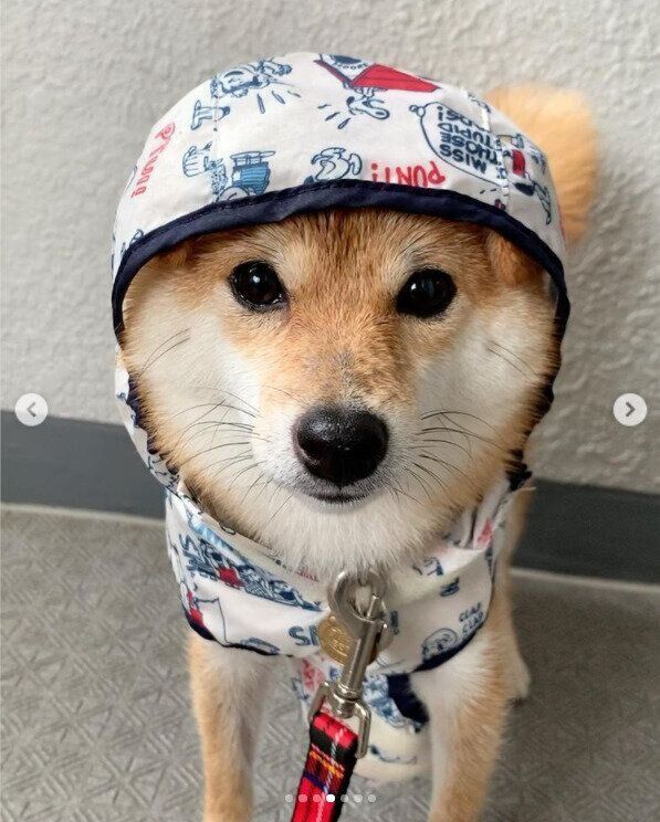 雨の日でも散歩するコツは犬用レインコートにあり かわいい画像も いぬのきもちweb Magazine