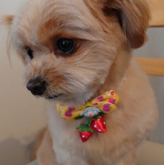 小型犬のももちゃん