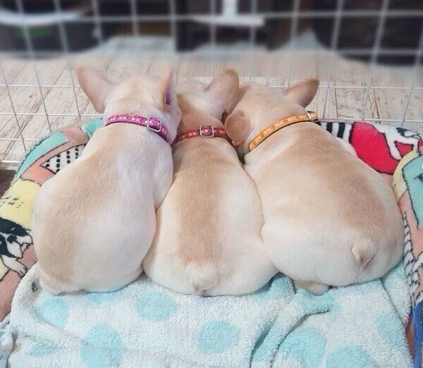 くっつく3姉妹