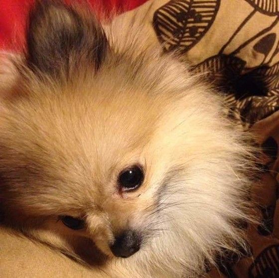 見つめるポメラニアン