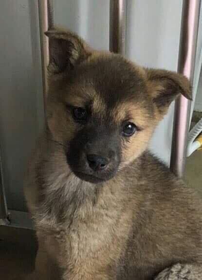 保護センターにいたころのころんちゃん