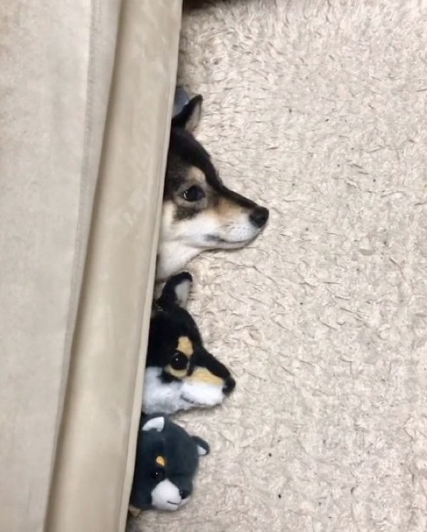 ざこ寝する豆柴