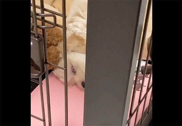 白目を剥いて寝るくまくん