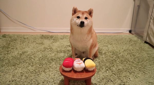 お寿司を選ぶ柴犬