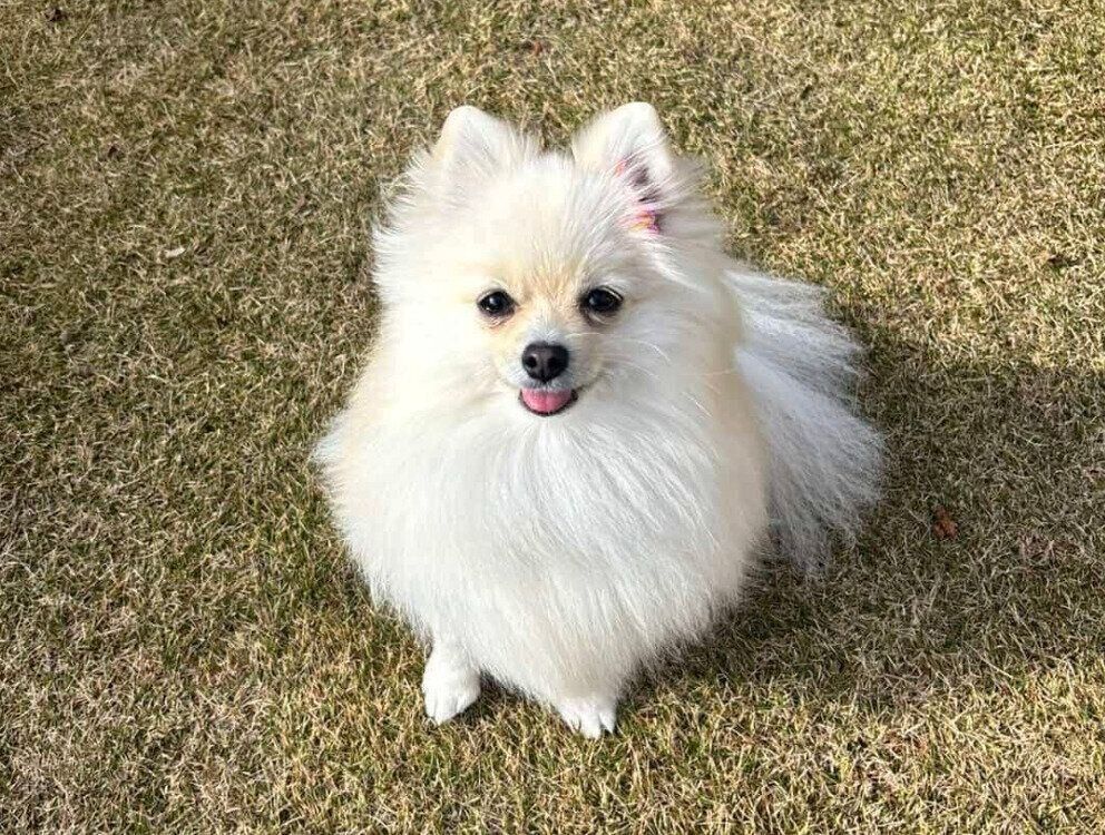 庭で楽しそうなめろちゃん