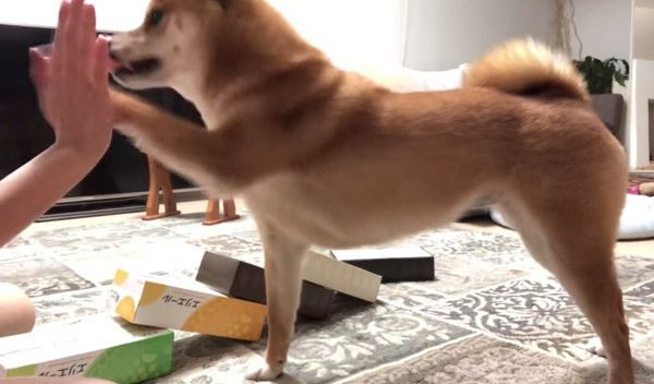 芸を習得した柴犬