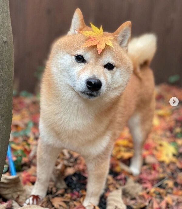 頭に葉っぱを乗せるソラくん