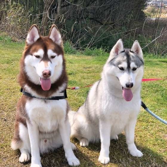 仲良しのシベリアン・ハスキー