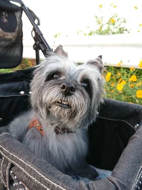 カートに乗って散歩するケアーン・テリア