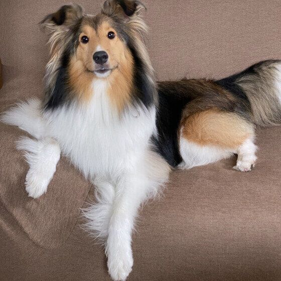 毛が抜けやすい犬と抜けにくい犬の違い いぬのきもち