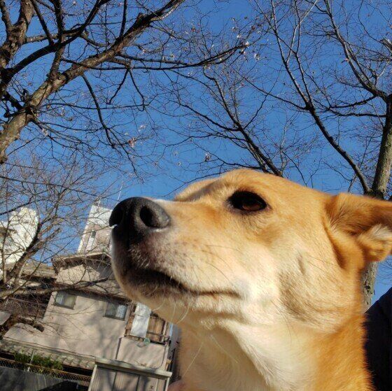 蚊がいなくなってもフィラリア薬を忘れずに！