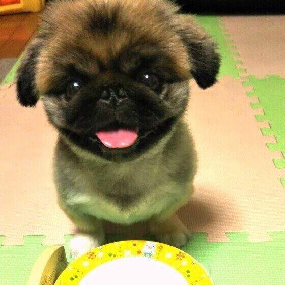 ペキニーズの虎虎愛ちゃん