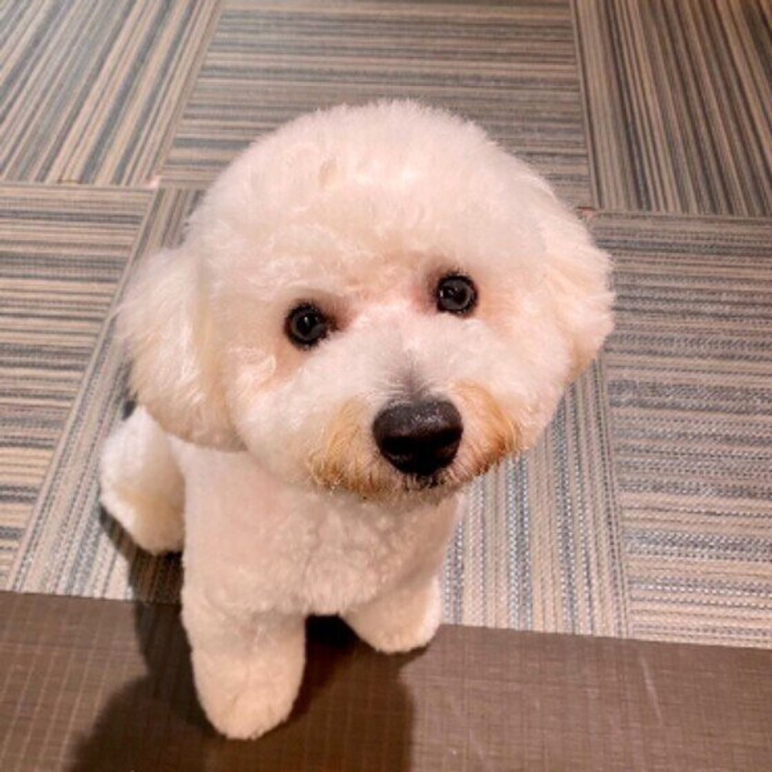 ささいなことが犬のストレスに 気づきにくい飼い主さんのng行動とは いぬのきもちweb Magazine ささいなことが犬のストレスに 気づきにくい飼い主さんのng行動とは いぬのきもちweb Magazine