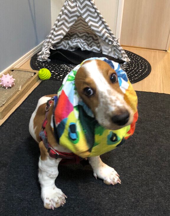 バセット・ハウンドのココちゃん