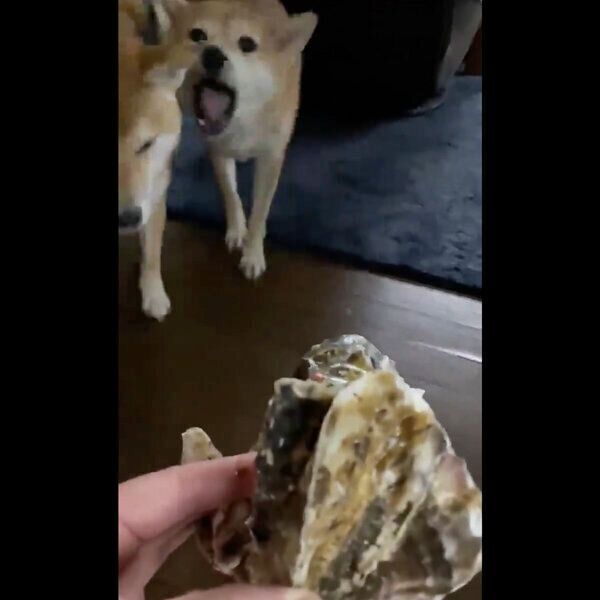 牡蠣に興味津々のはなちゃん