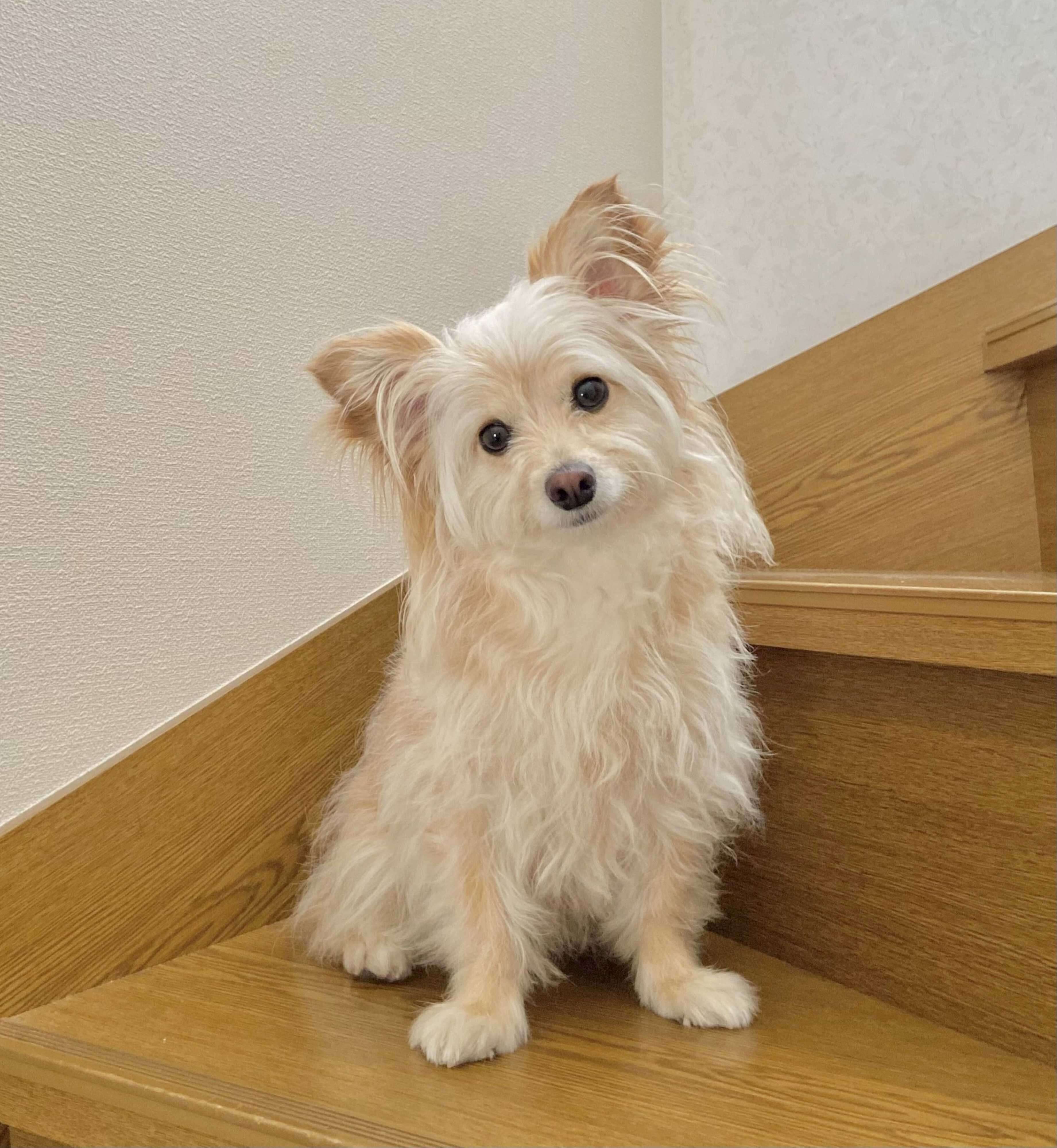 ちょこんと座る姿がかわいらしい犬