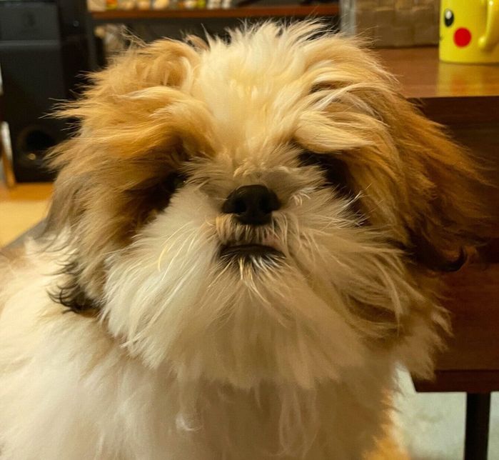 子犬時代のぽこくん