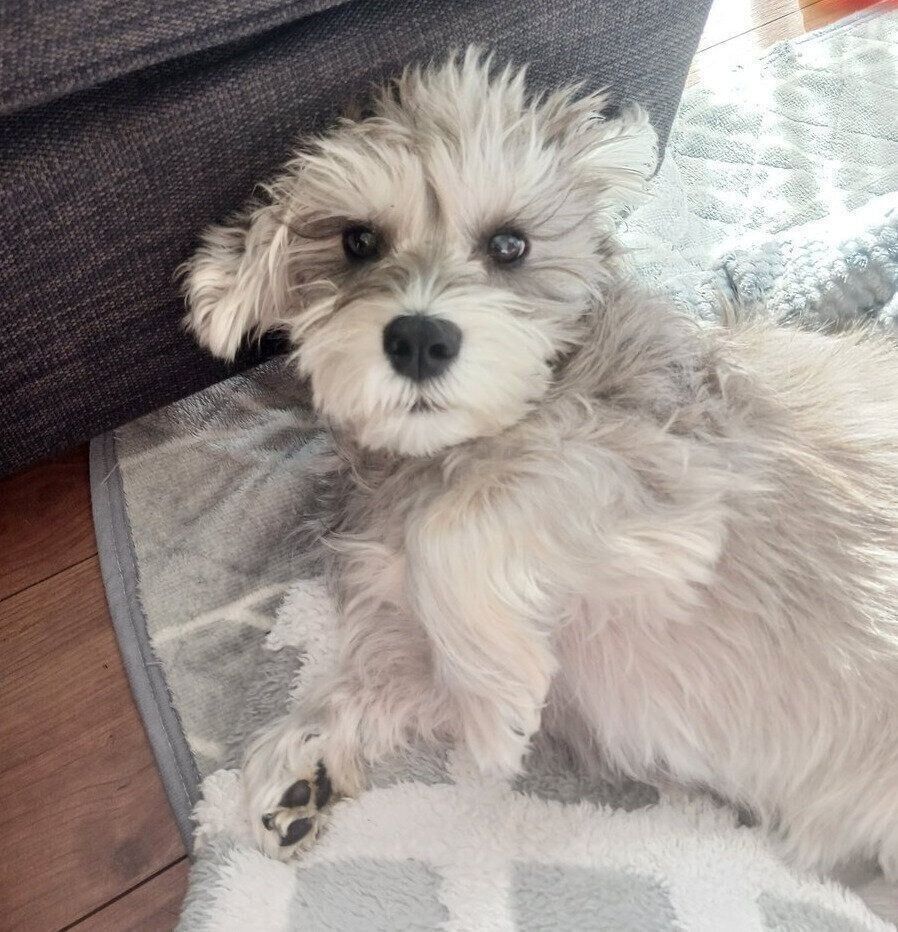 昼寝から目覚めるペレくん